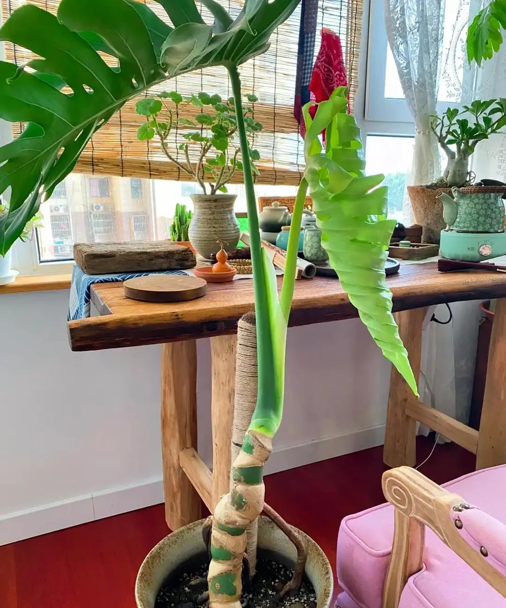 人養花，花養人！9種漂亮花，養在臥室也很好