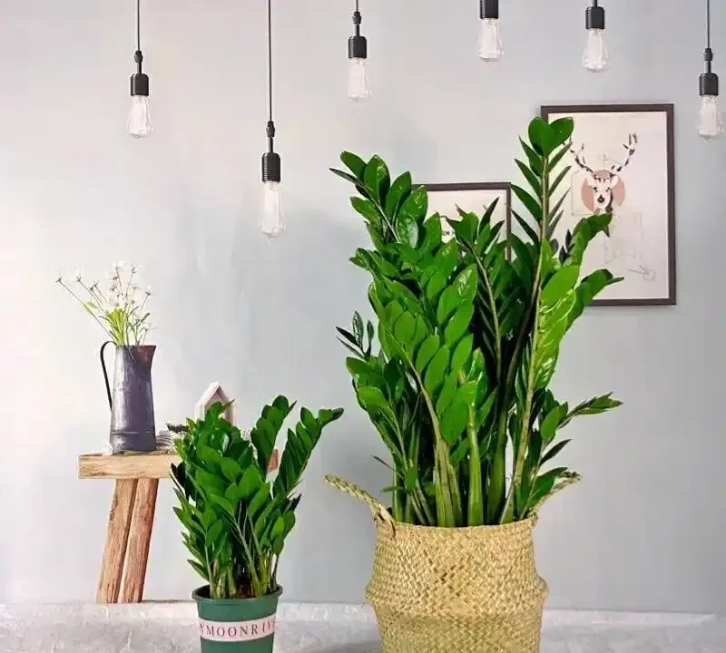 人養花，花養人！9種漂亮花，養在臥室也很好