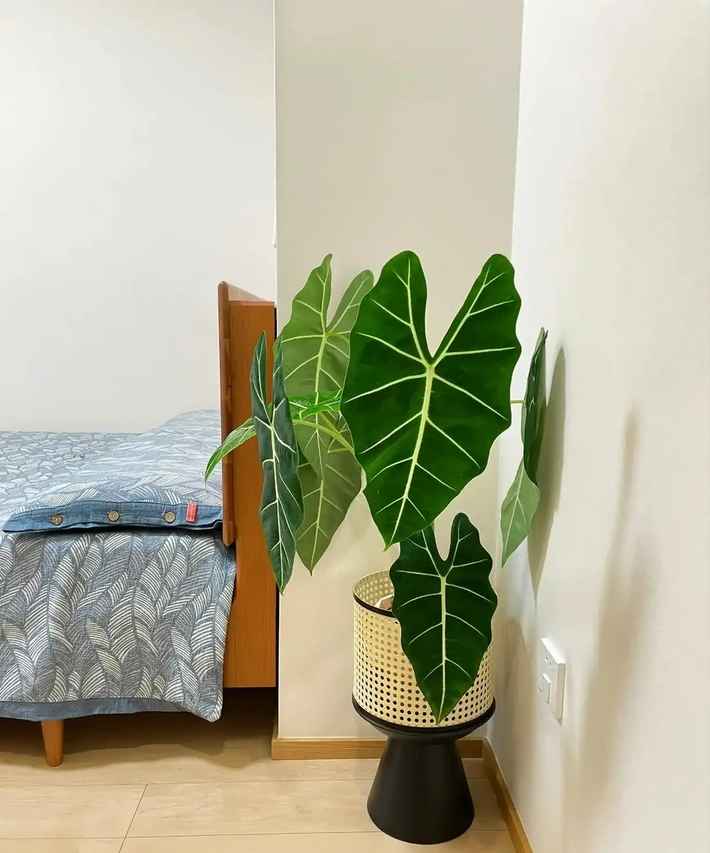 人養花，花養人！9種漂亮花，養在臥室也很好