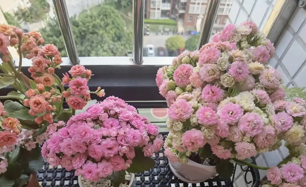 人養花，花養人！9種漂亮花，養在臥室也很好