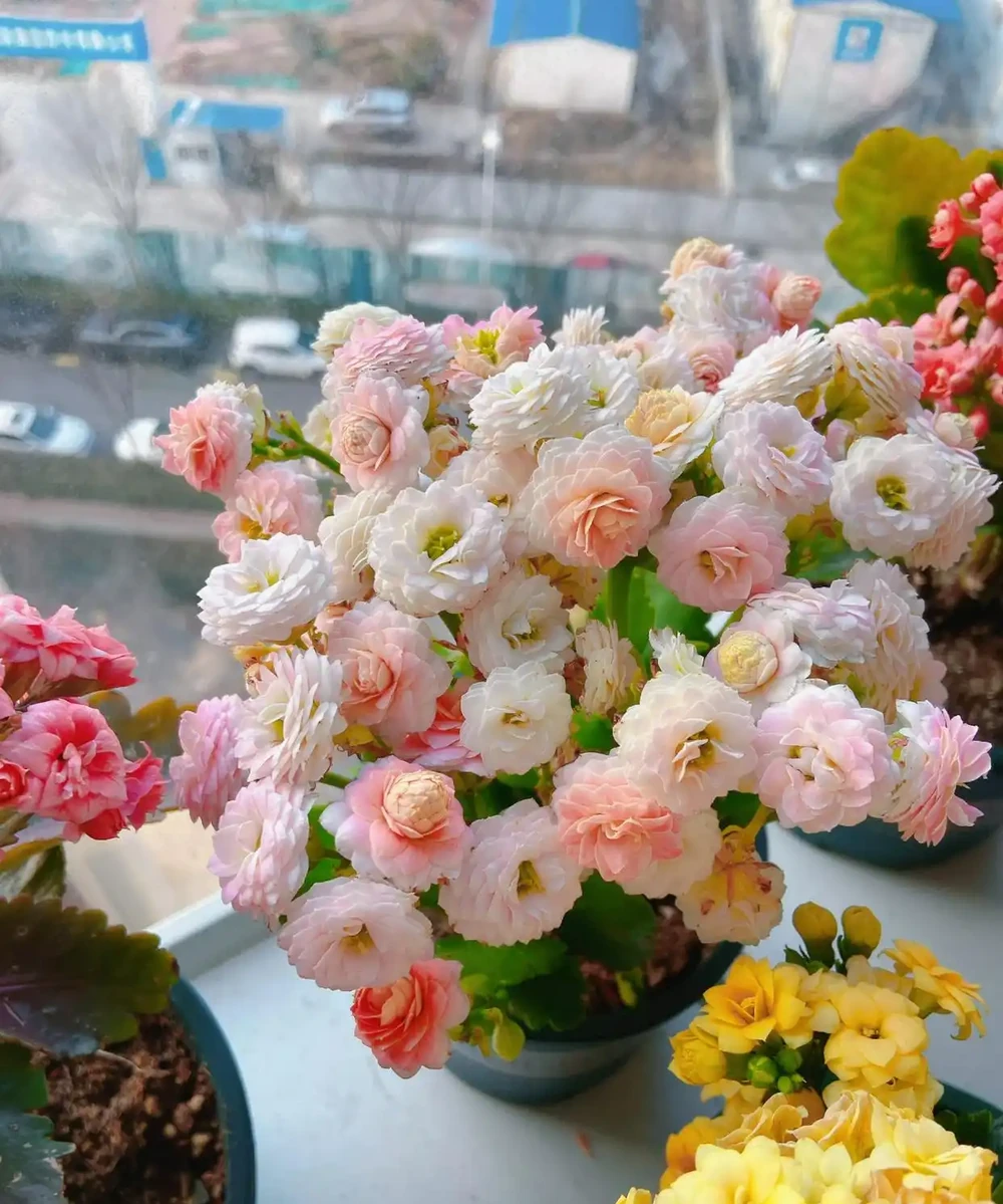 人養花，花養人！9種漂亮花，養在臥室也很好