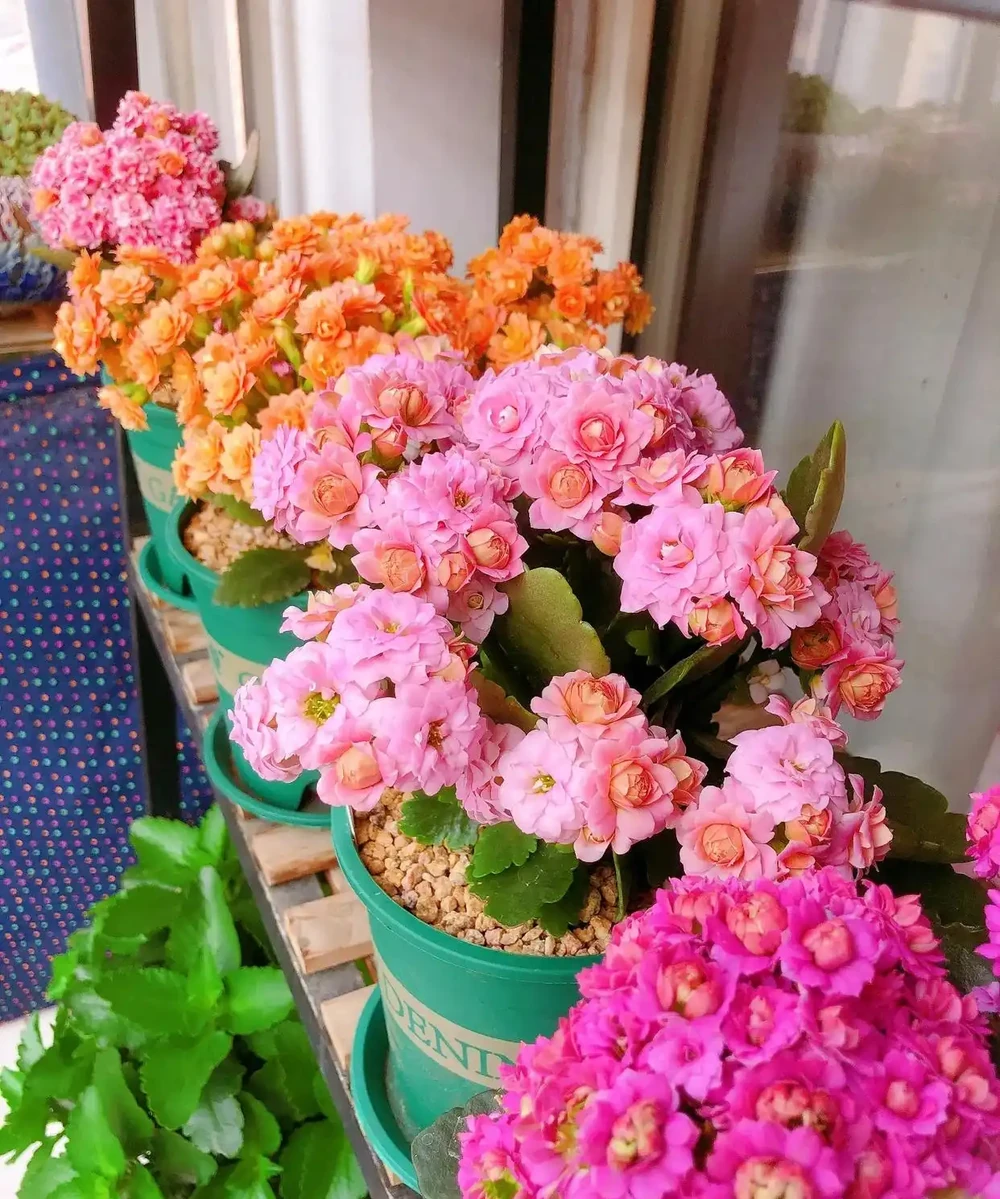 人養花，花養人！9種漂亮花，養在臥室也很好