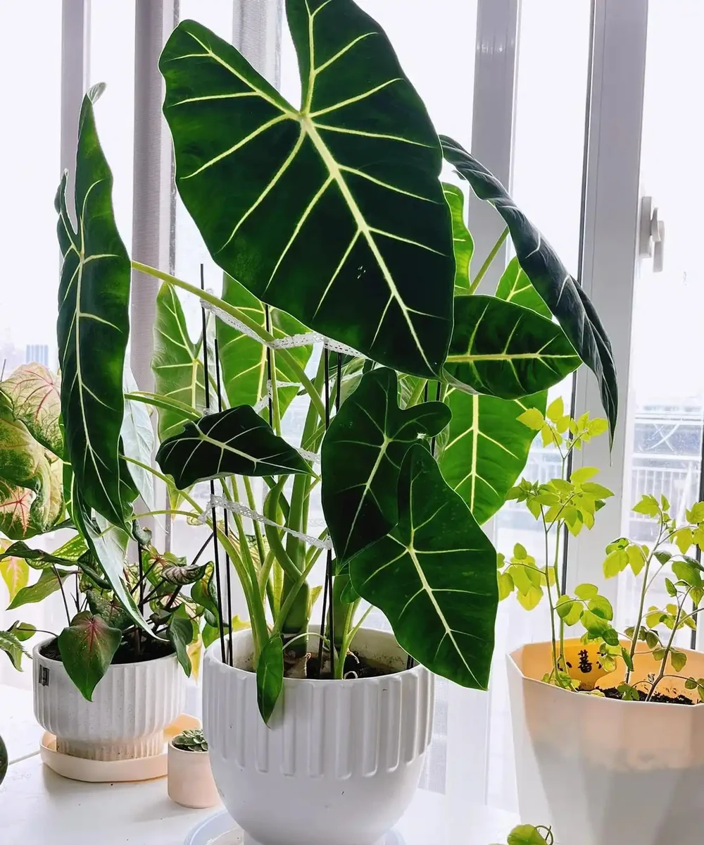 人養花，花養人！9種漂亮花，養在臥室也很好