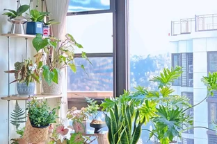 人養花，花養人！9種漂亮花，養在臥室也很好