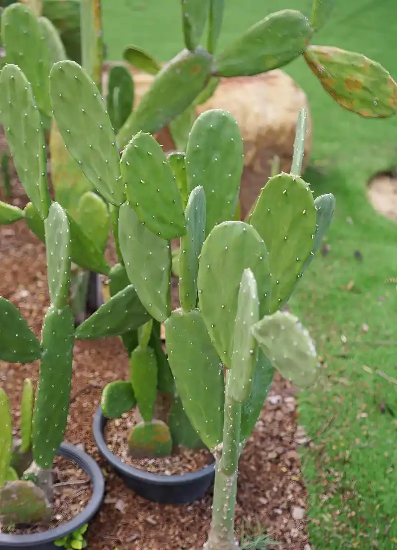 剛掰下的仙人掌怎麼栽