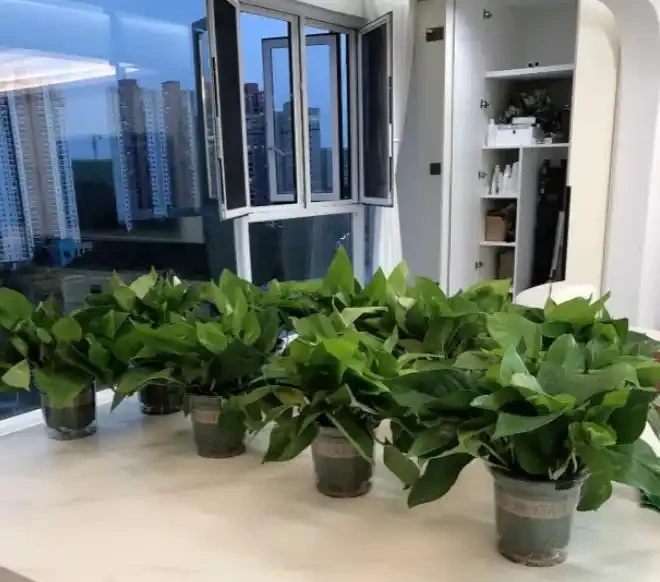 我養的黃金葛那麼綠,為什麼你的老黃葉?