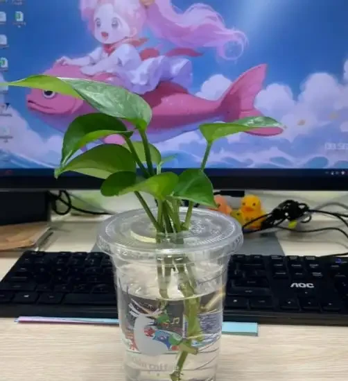 我養的黃金葛那麼綠,為什麼你的老黃葉?