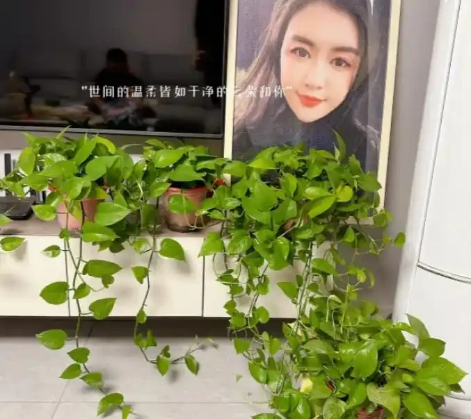 我養的黃金葛那麼綠,為什麼你的老黃葉?