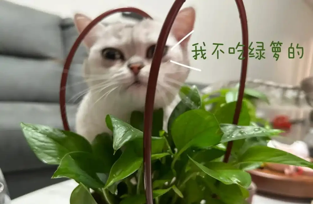 我養的黃金葛那麼綠,為什麼你的老黃葉?