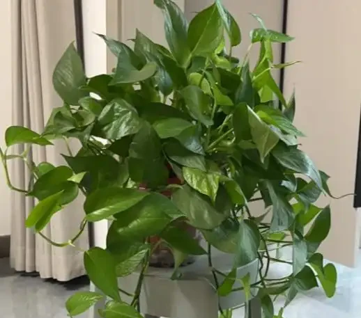 我養的黃金葛那麼綠,為什麼你的老黃葉?