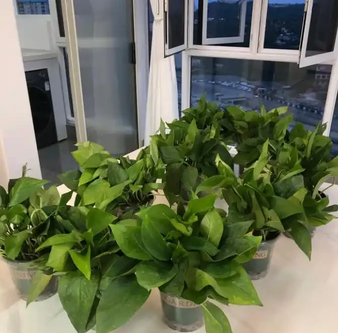 我養的黃金葛那麼綠,為什麼你的老黃葉?