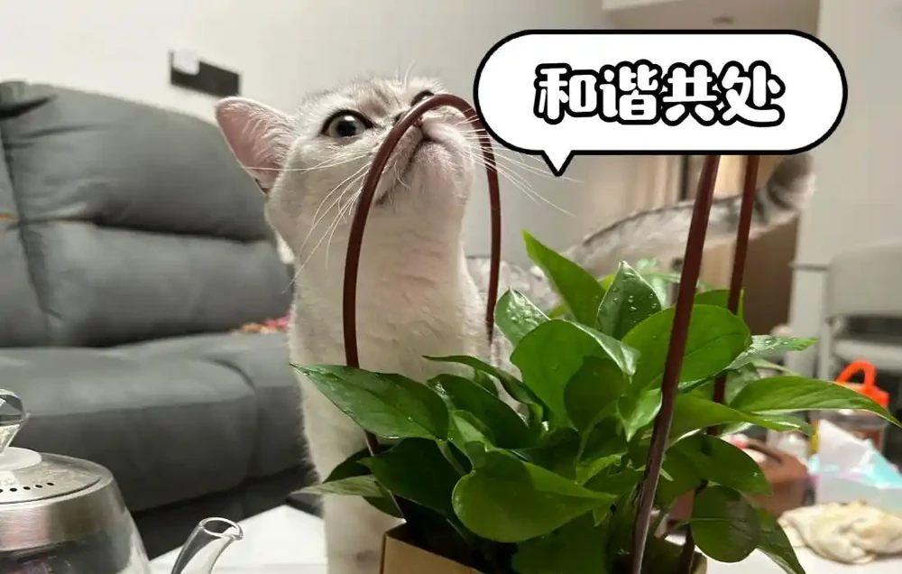 我養的黃金葛那麼綠,為什麼你的老黃葉?