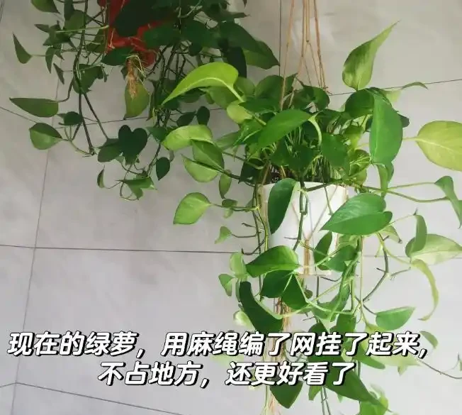 我養的黃金葛那麼綠,為什麼你的老黃葉?