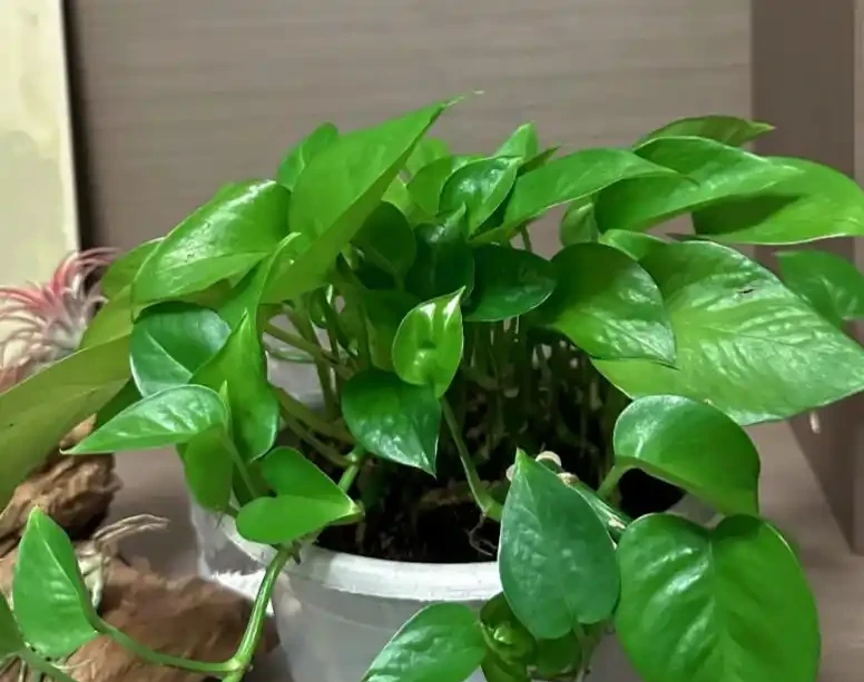 我養的黃金葛那麼綠,為什麼你的老黃葉?