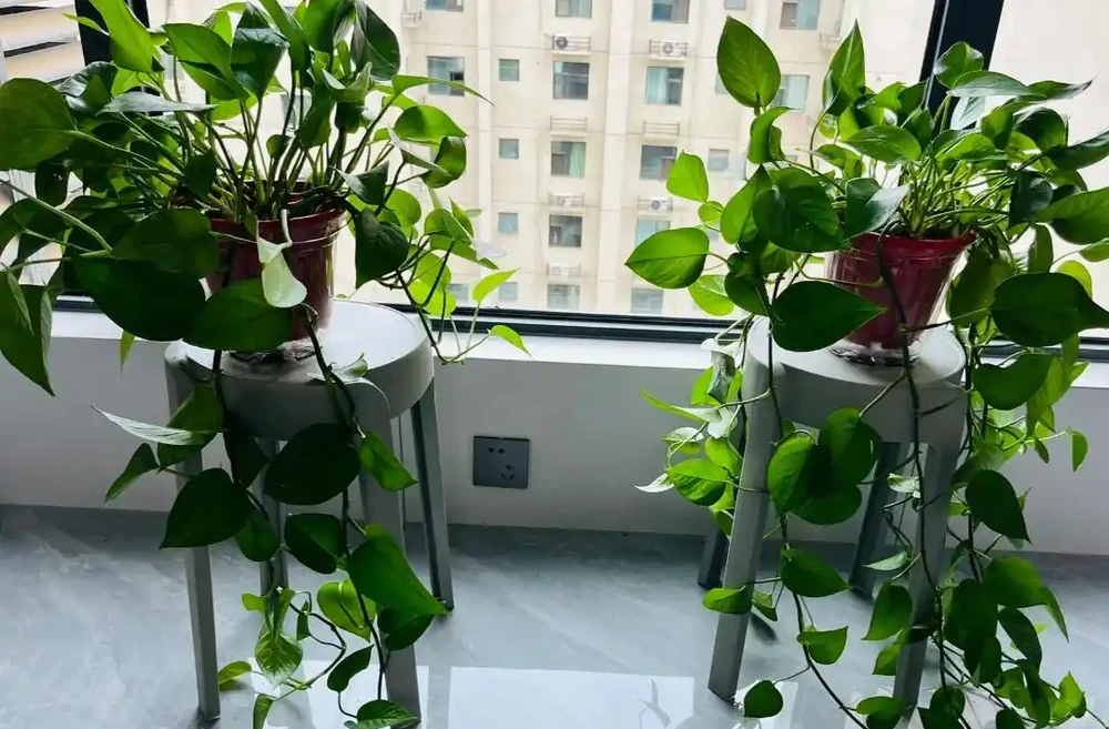 我養的黃金葛那麼綠,為什麼你的老黃葉?