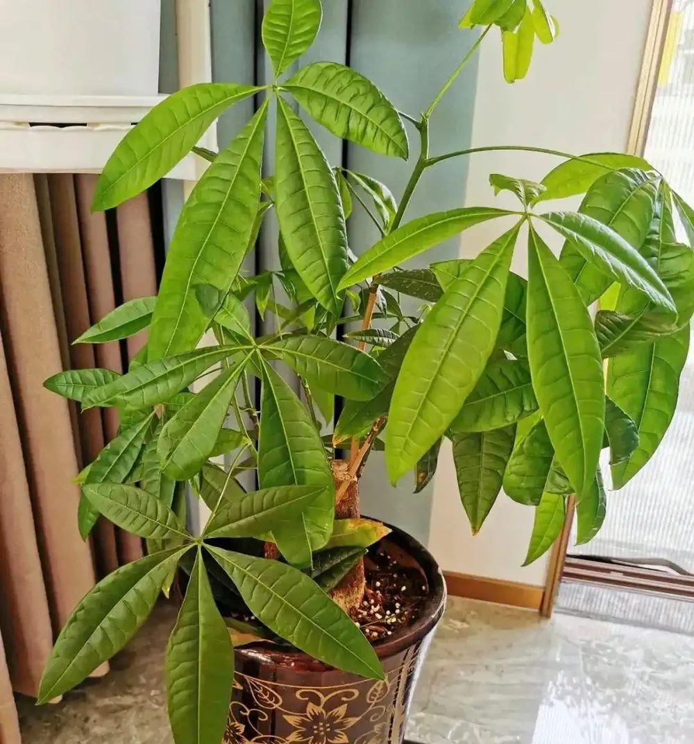 發財樹、雪鐵芋用3種水反覆澆,葉片油亮發光,再也不腐根!