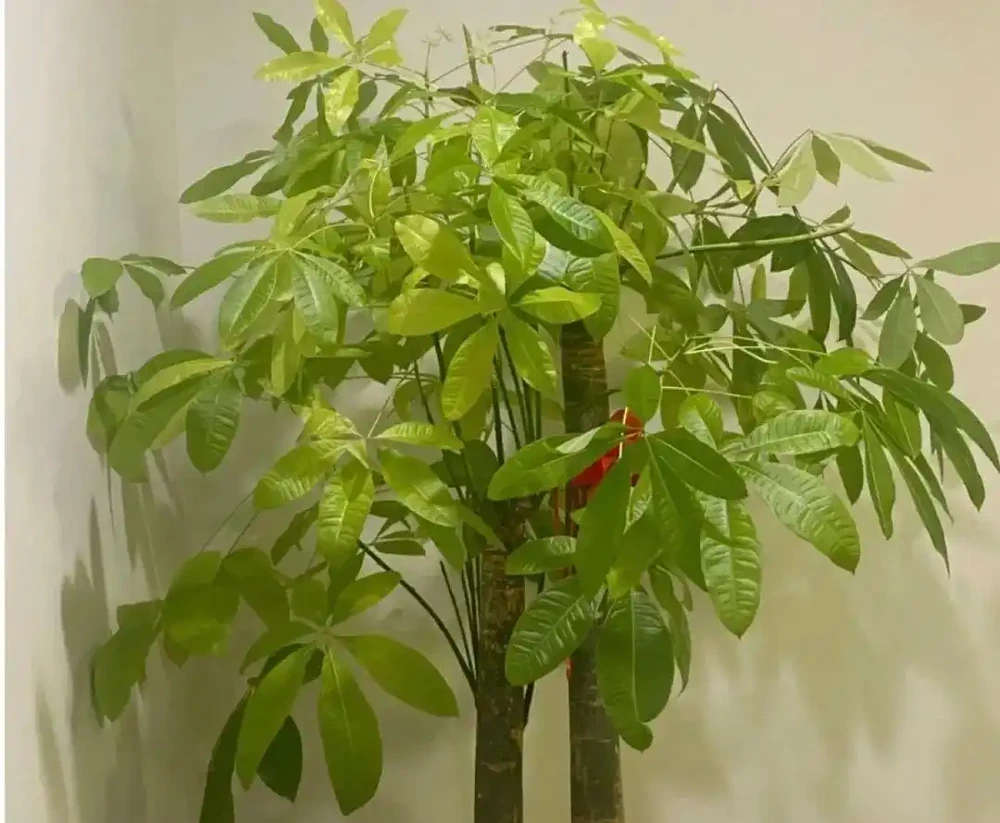 發財樹、雪鐵芋用3種水反覆澆,葉片油亮發光,再也不腐根!