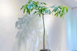 發財樹、雪鐵芋用3種水反覆澆，葉片油亮發光，再也不腐根！