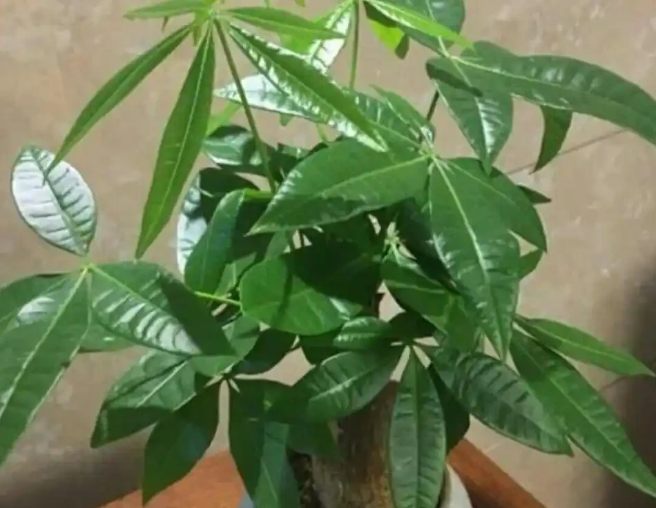如何養發財樹?做到「3點」就行,枝葉繁茂四季常綠,家中財運旺