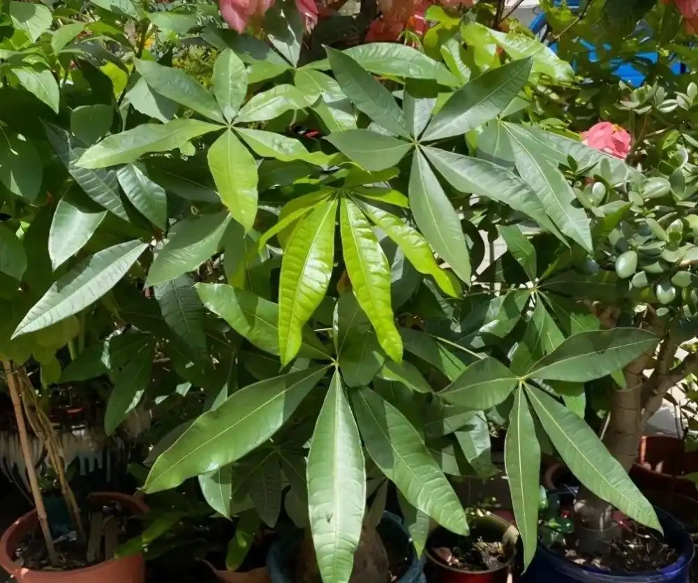 如何養發財樹?做到「3點」就行,枝葉繁茂四季常綠,家中財運旺