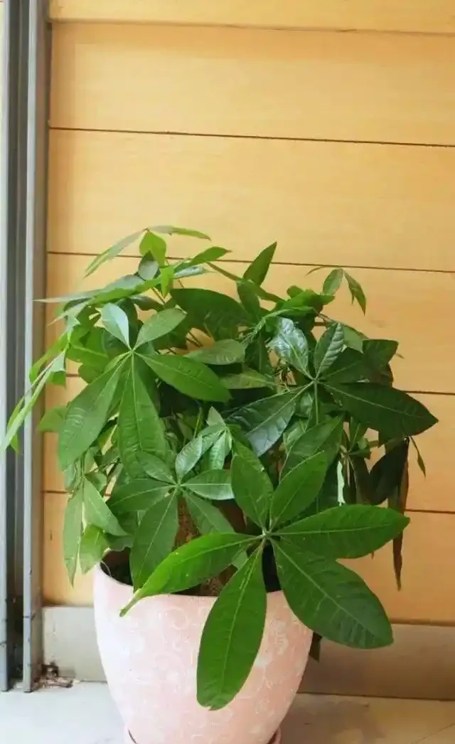 如何養發財樹?做到「3點」就行,枝葉繁茂四季常綠,家中財運旺