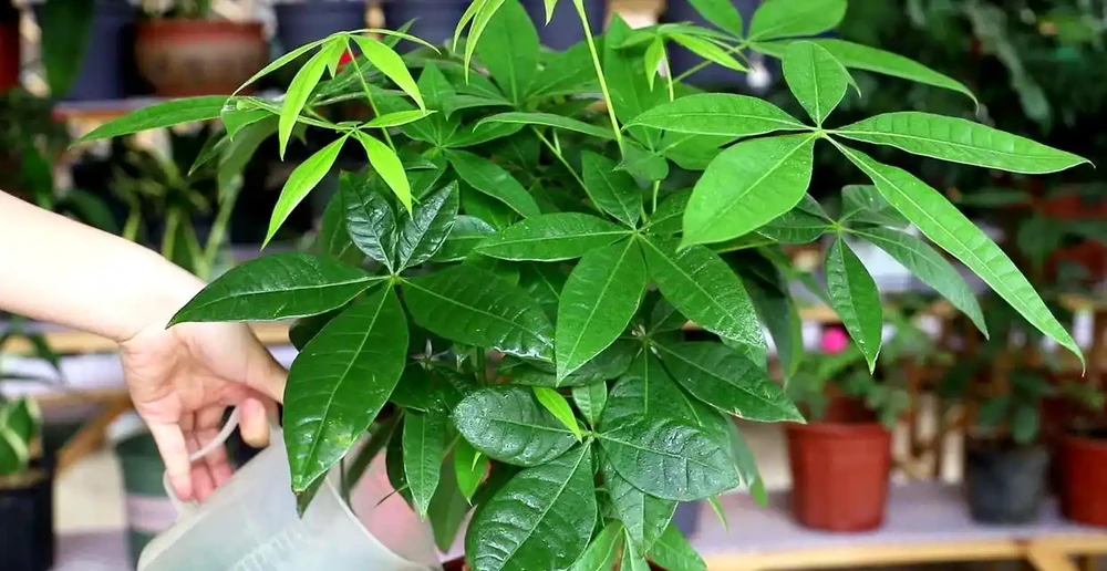 如何養發財樹?做到「3點」就行,枝葉繁茂四季常綠,家中財運旺