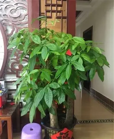 如何養發財樹?做到「3點」就行,枝葉繁茂四季常綠,家中財運旺