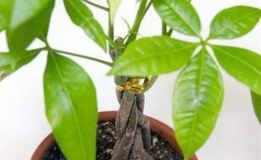 如何養發財樹?做到「3點」就行,枝葉繁茂四季常綠,家中財運旺