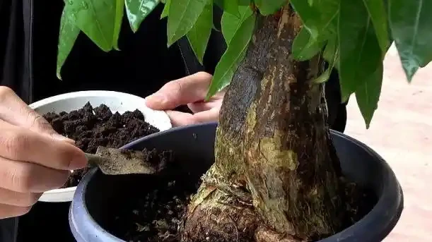 如何養發財樹?做到「3點」就行,枝葉繁茂四季常綠,家中財運旺