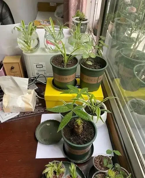 如何養發財樹?做到「3點」就行,枝葉繁茂四季常綠,家中財運旺