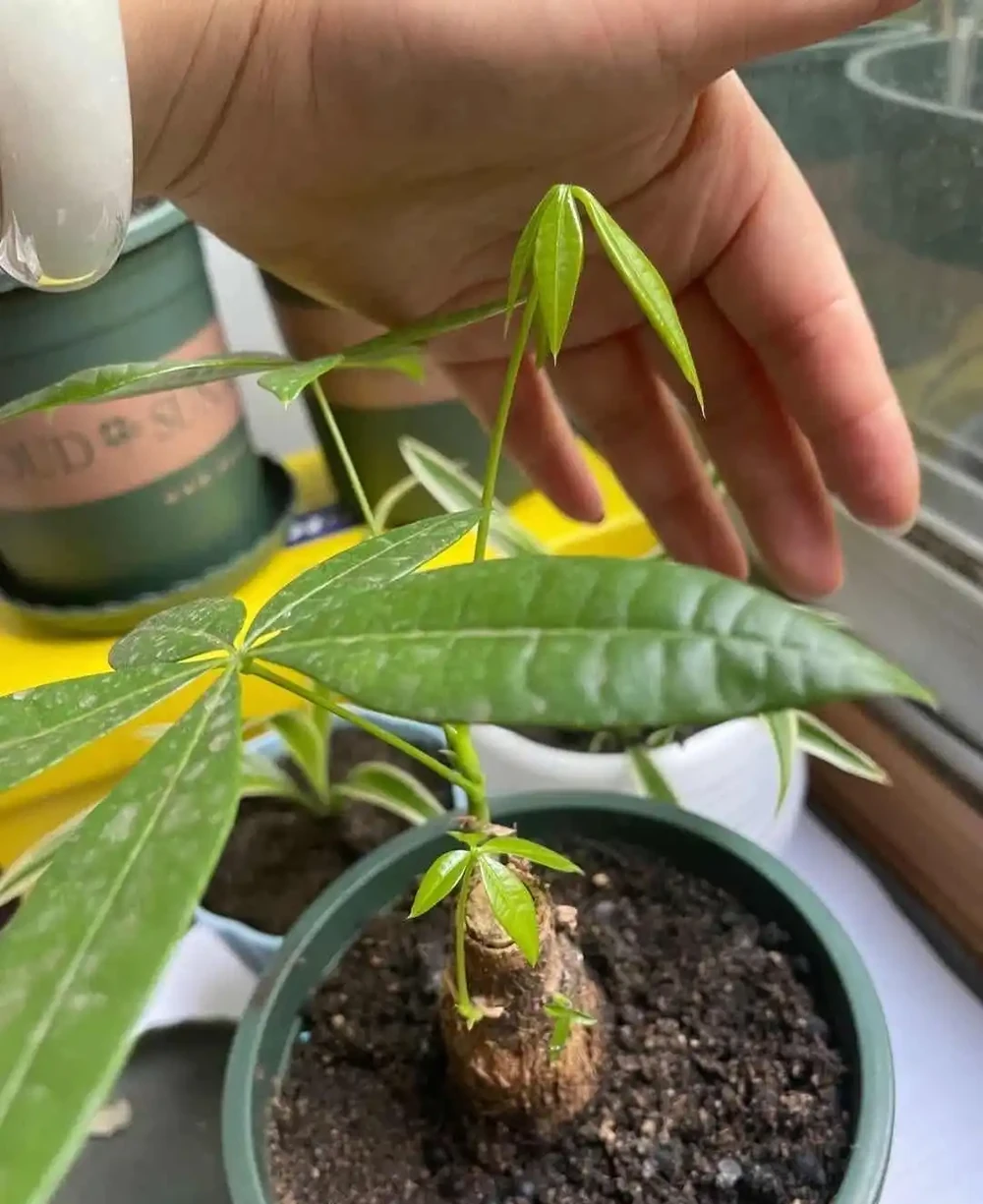如何養發財樹?做到「3點」就行,枝葉繁茂四季常綠,家中財運旺