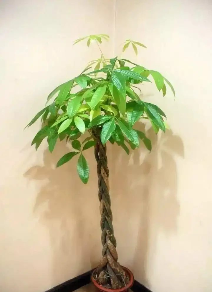 如何養發財樹?做到「3點」就行,枝葉繁茂四季常綠,家中財運旺