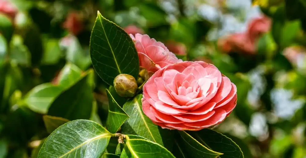 茶花葉子全掉光了怎麼辦