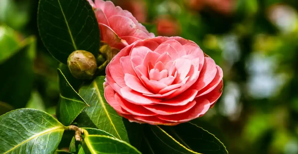 茶花葉子全掉光了怎麼辦
