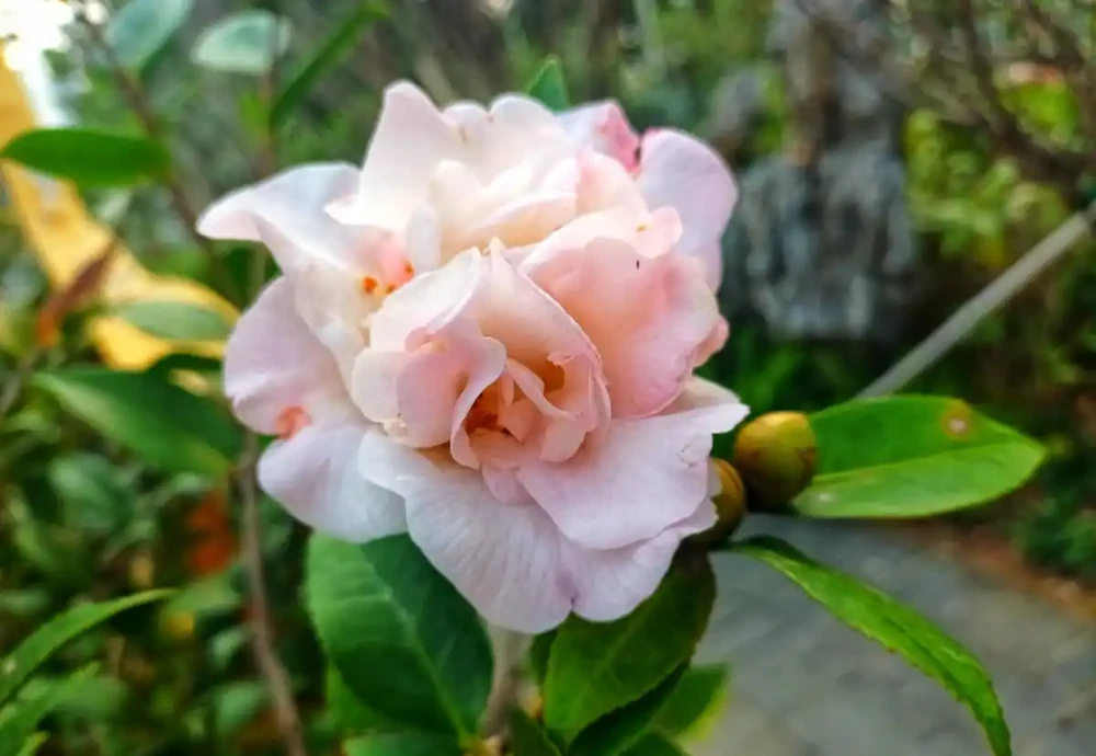 茶花葉子全掉光了怎麼辦