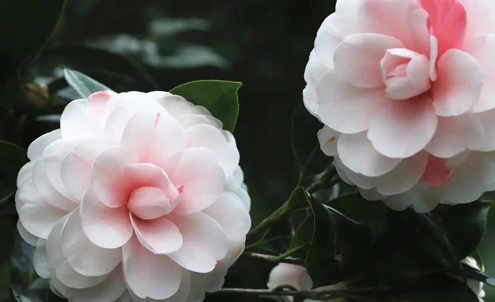 茶花葉子全掉光了怎麼辦