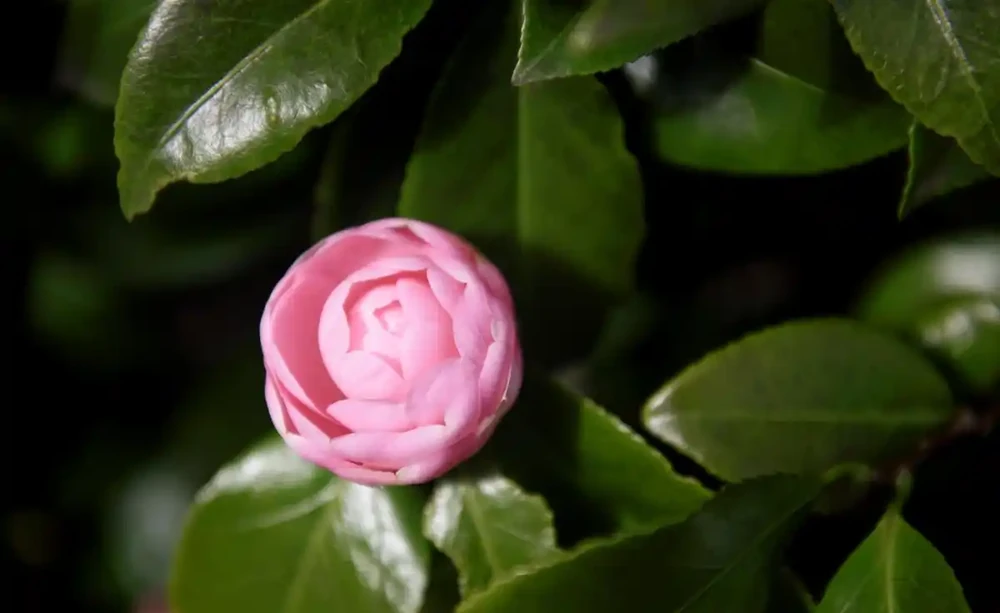 茶花葉子全掉光了怎麼辦