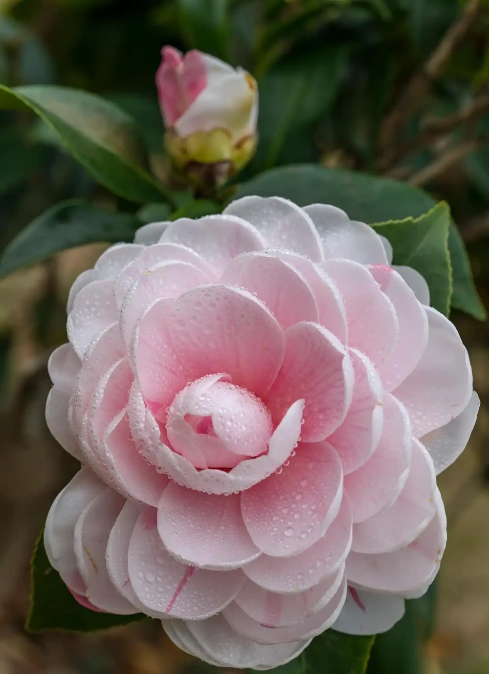 茶花葉子全掉光了怎麼辦