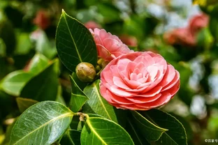 茶花葉子全掉光了怎麼辦