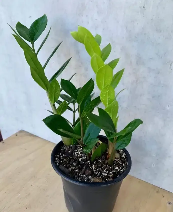 控制枝條長度