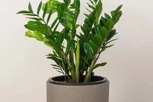 綠意綻放：掌握雪鐵芋修剪方法，打造你的植物樂園