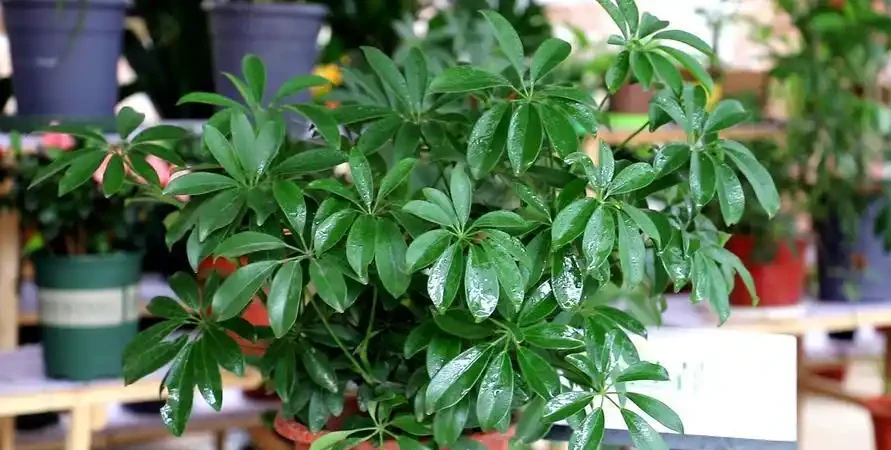 鵝掌藤如何修剪才美觀,修剪枝條有什麼好處?