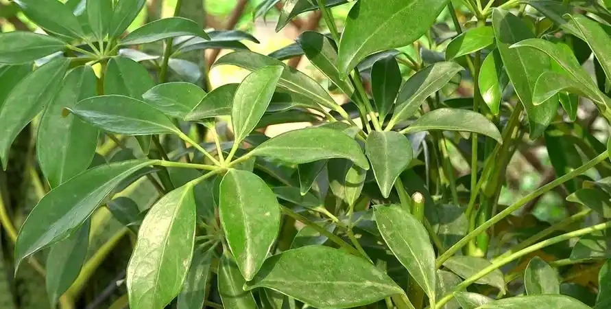 鵝掌藤如何修剪才美觀,修剪枝條有什麼好處?