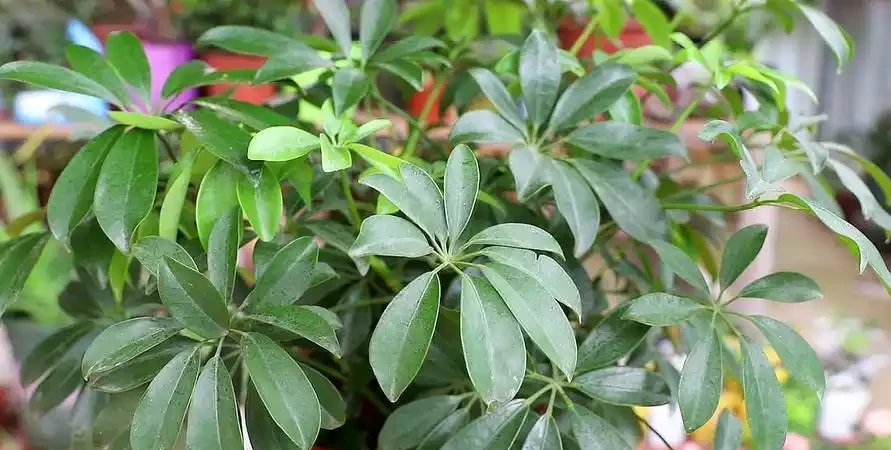 鵝掌藤如何修剪才美觀,修剪枝條有什麼好處?