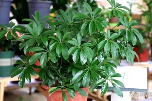 鵝掌藤如何修剪才美觀，修剪枝條有什麼好處？