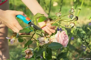 玫瑰花怎麼修剪枝葉