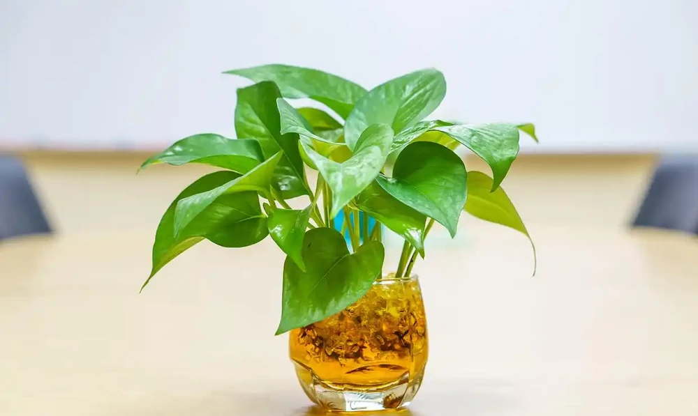 水耕黃金葛葉子發黃的補救方法