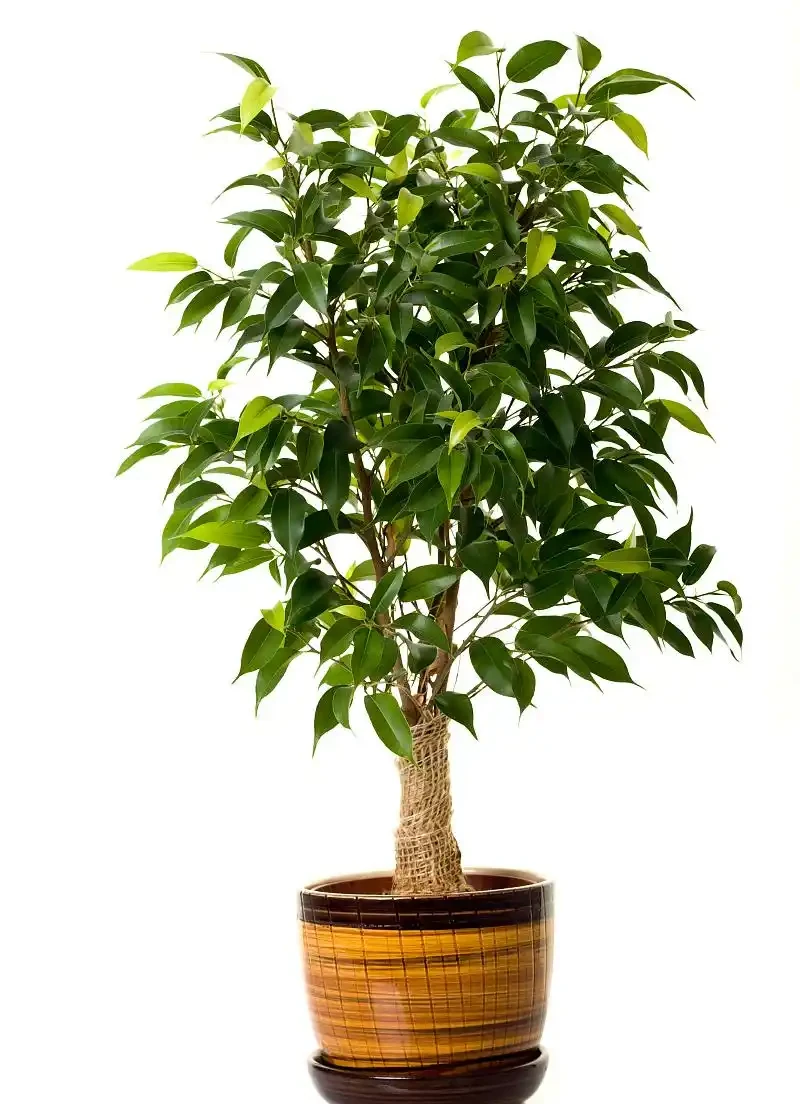 幸福樹新芽發黑枯萎怎麼處理