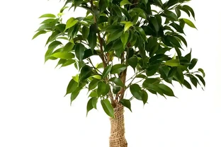 幸福樹新芽發黑枯萎怎麼處理