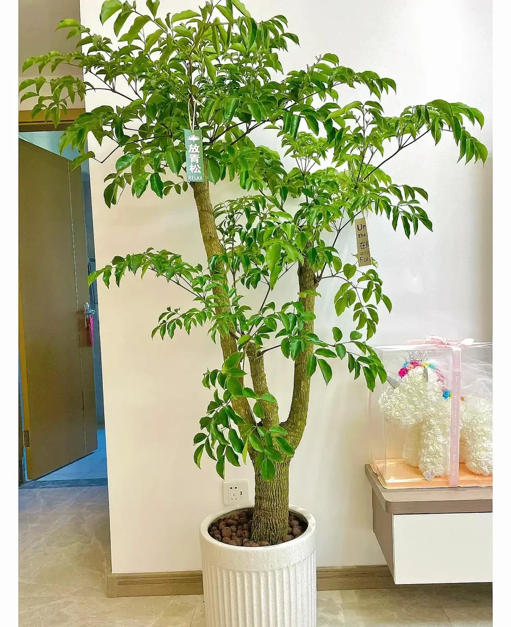 9種「耐陰花」,適合養客廳,就算「採光差」,也能長得好